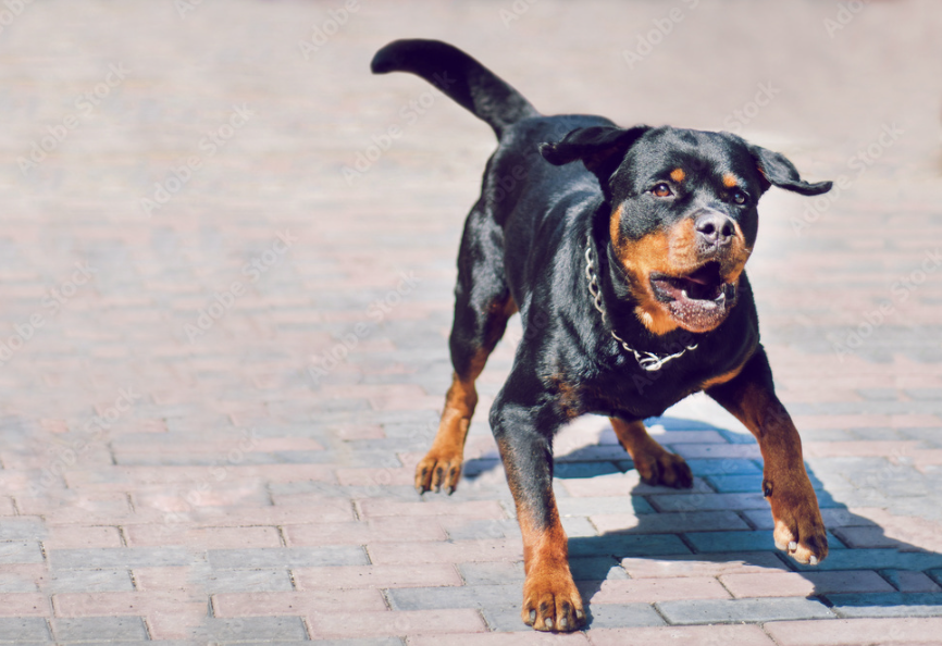 leash aggression